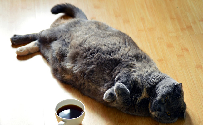 Qu’est ce qui peut causer la prise de poids chez un chat ?